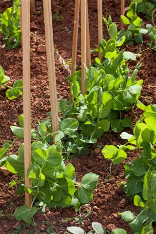 Organic Vegetable Garden Pea Plants