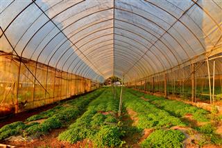 Organic Vegetable Plantations