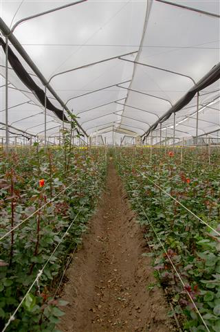 Flower Cultivation With Roses In A Greenhouse