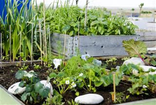 Urban Garden And Farming