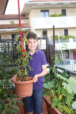 Boy In Urban Garden With Tomatoes