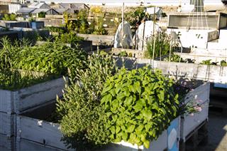 Urban Garden And Farming