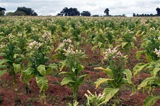 Tobacco Fields In South Indian State
