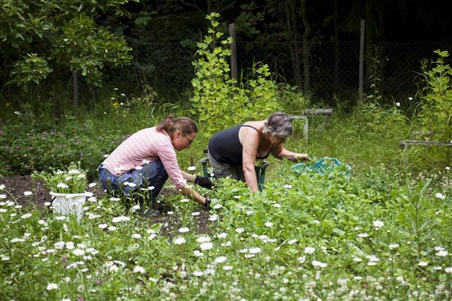 Women Weeding In Garden