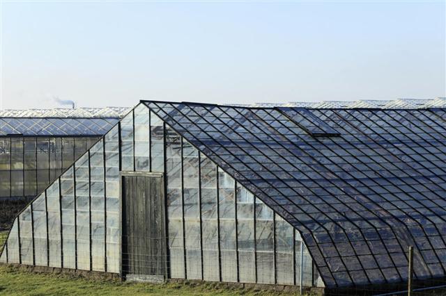Old Greenhouse For Grapes