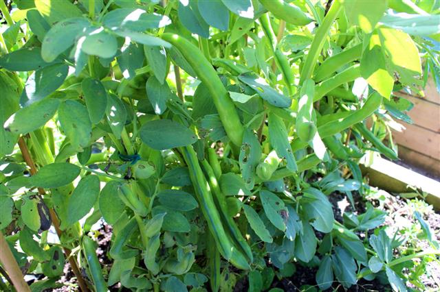 Bean Plants