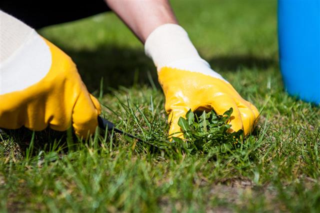 Man Removing Weeds From Lawn
