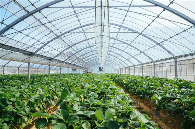 Greenhouse Enclosed Strawberry Farm