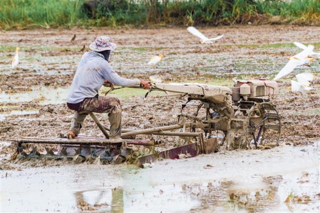 Farmer Ploughing The Field