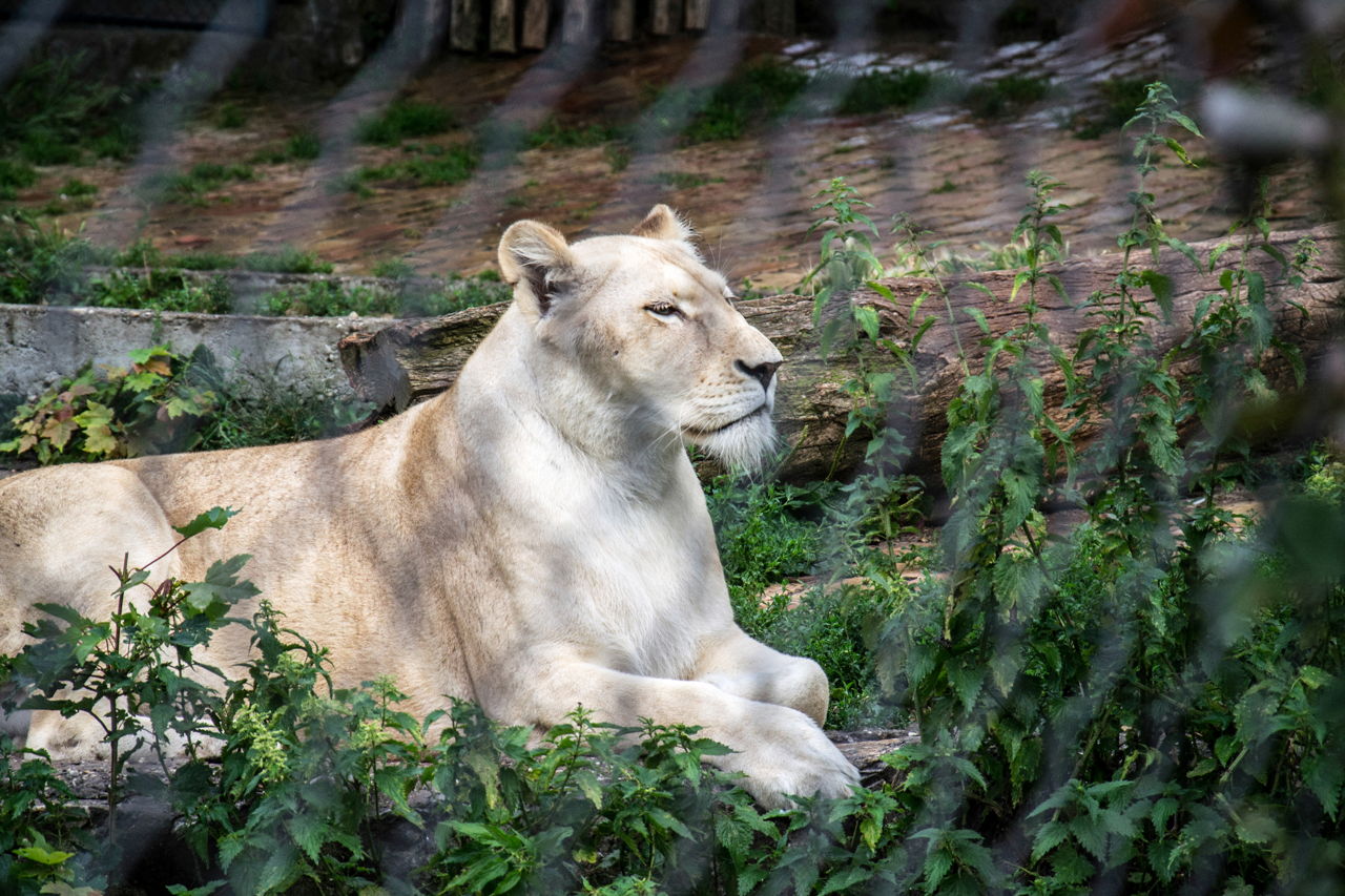 White Lion Facts - Animal Sake
