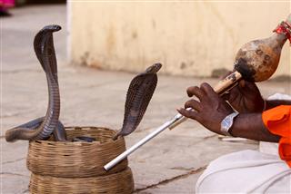 Snake Charmer In Jaipur India