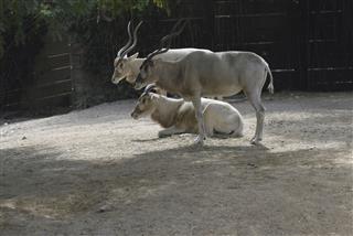 Large Antelopes