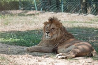 African Lion At Zoo Safari