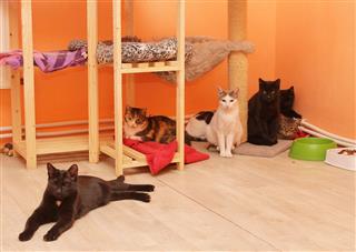 Cats In A Shelter