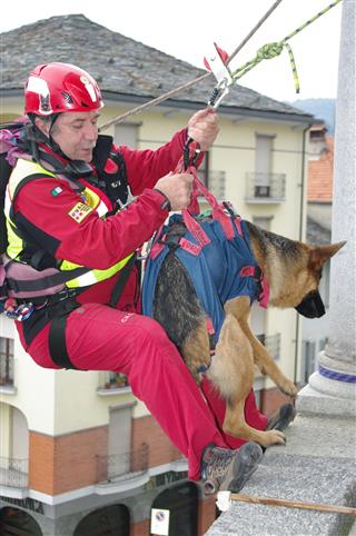 Rescue Dog