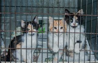 Three Shelter Kittens In A Crate