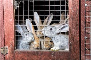 Rabbits In A Hutch