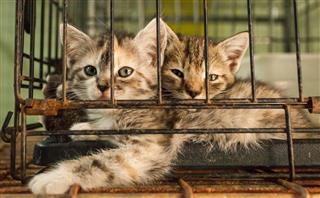 Kittens In Wire Cage