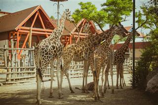 Group Of Giraffes In The Zoo