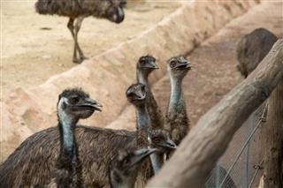 Cute Curious Faces Of Emu Bird