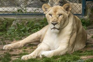 White Lion In A Zoo
