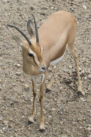 Antelope In A Zoo