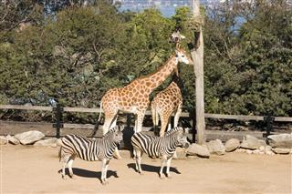 Giraffes And Zebras