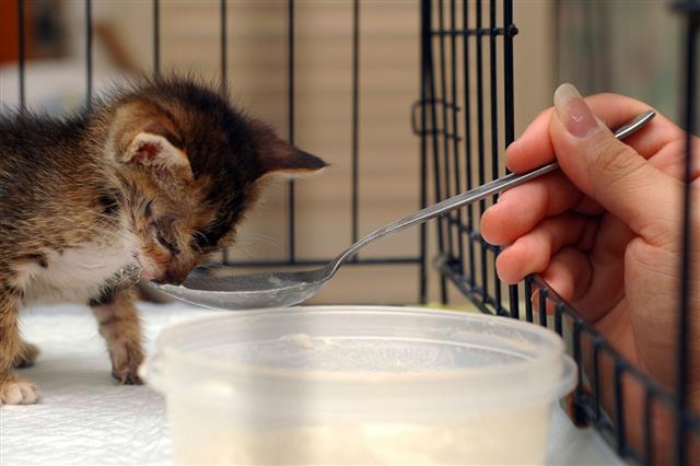 Feeding Kitten