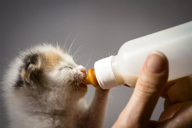 Kittens Sucking Infant Formula Bottle