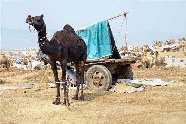 Camping At Pushkar Camel Fair
