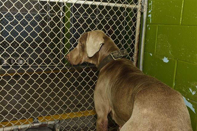 Weimaraner Dog In Animal Shelter
