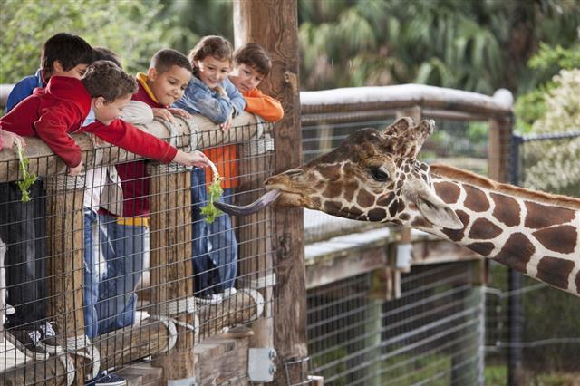Children Feeding Giraffe At Zoo