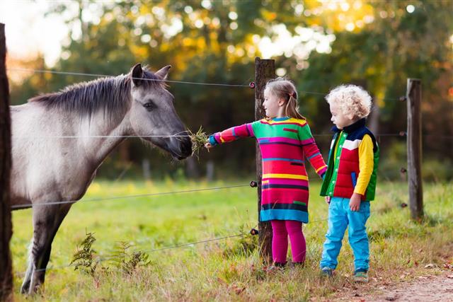 Kids Feeding Horse On A Farm