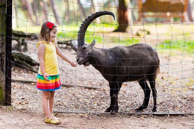 Girl Feeding Wild Goat At Zoo