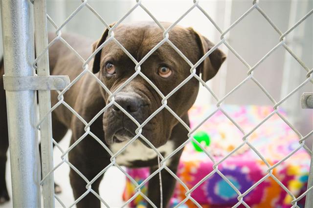 Shelter Dog Looking Out From Kennel