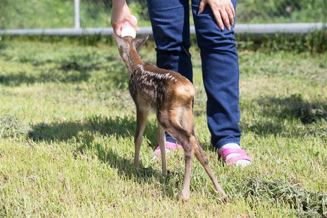 Taking Care Of A Baby Deer