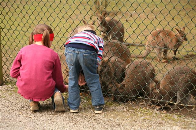 Kids In Zoo
