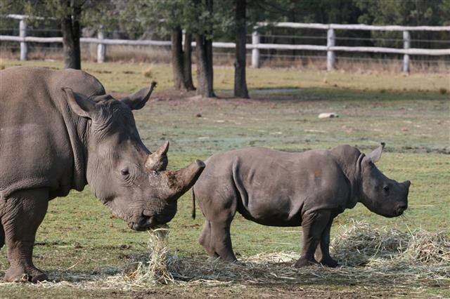 Mother And Rhino Calf