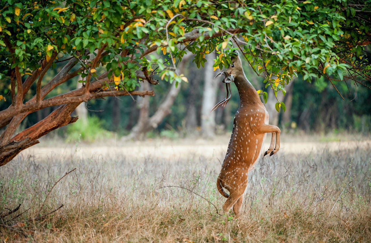 Deer Resistant Shrubs