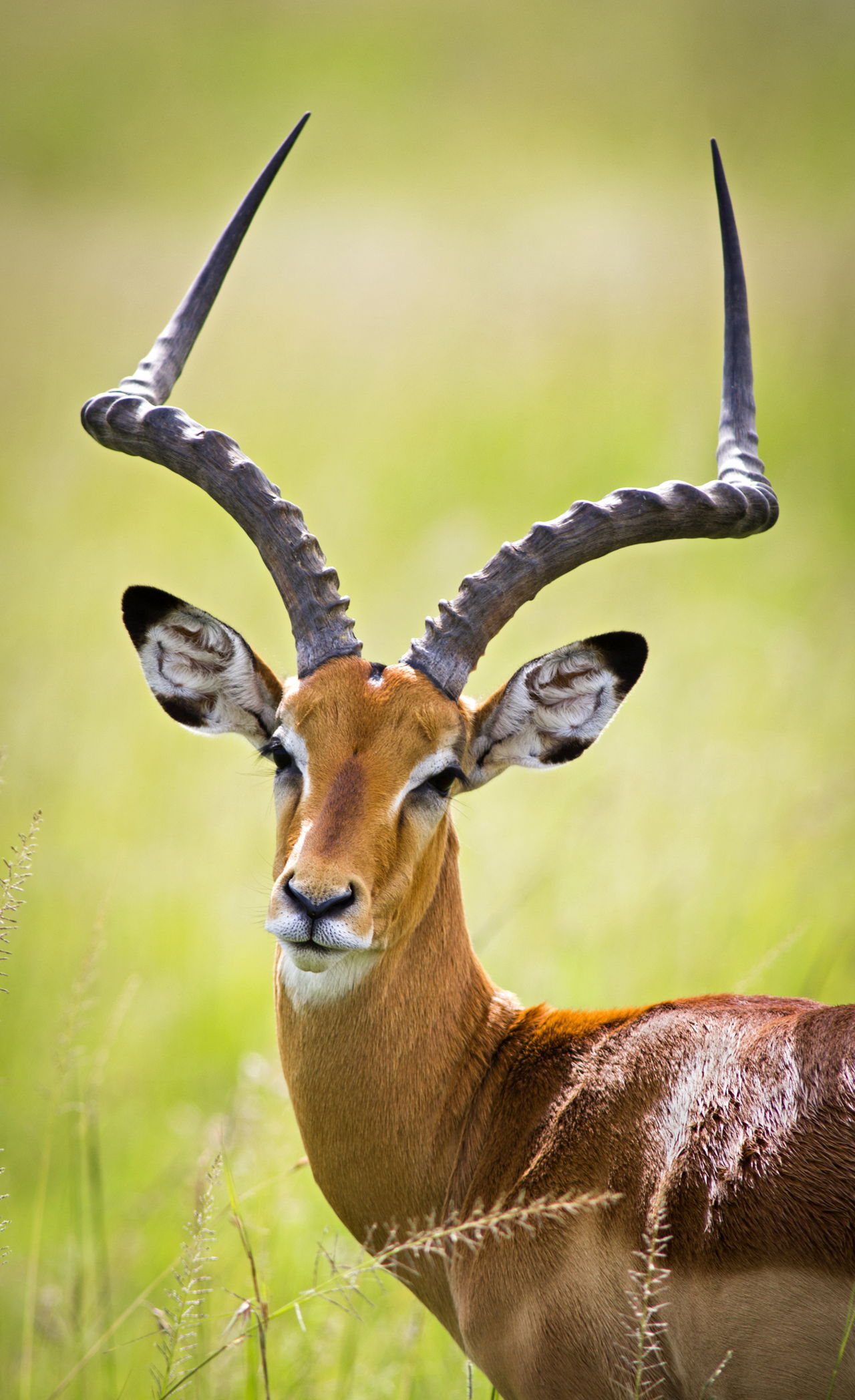 Pronghorn-Antelope