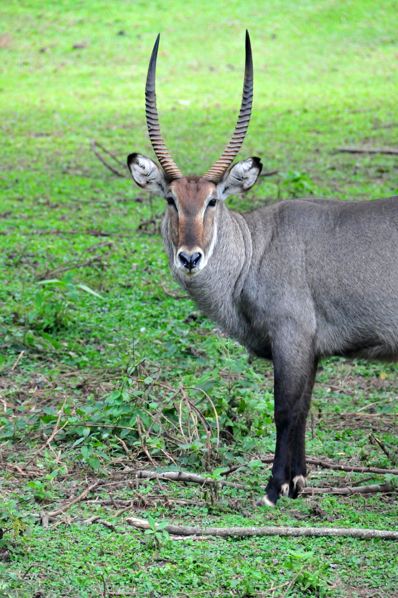 Large Antelope Species - Animal Sake