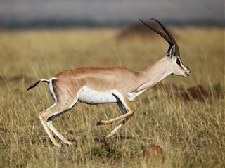 Grant Gazelle In Its Natural Habitat