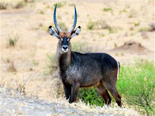 Waterbuck Antelope In Savanna