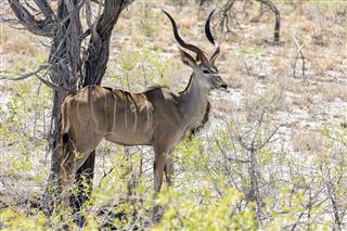Kudu Etosha National Park Namibia Africa
