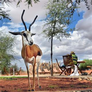 Antelope Springbok Namibia Travel Africa