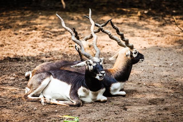 Indian Black Buck Antelope