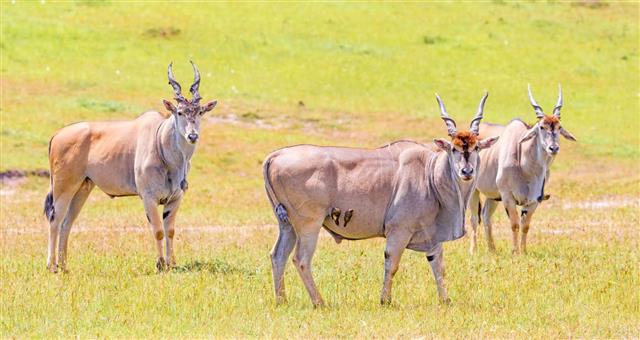 Elenantilope Eland Antelope Taurotragus Oryx