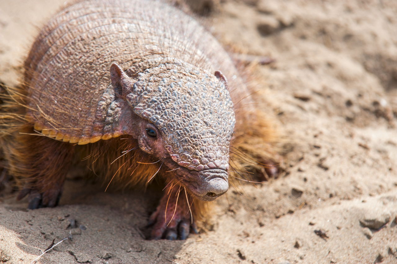 Surprising Facts About Armadillos That Will Leave You in Awe (2023)