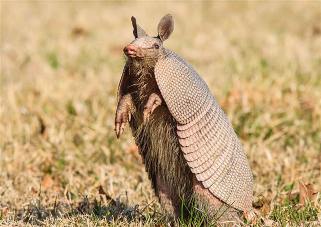Armadillo Standing Up