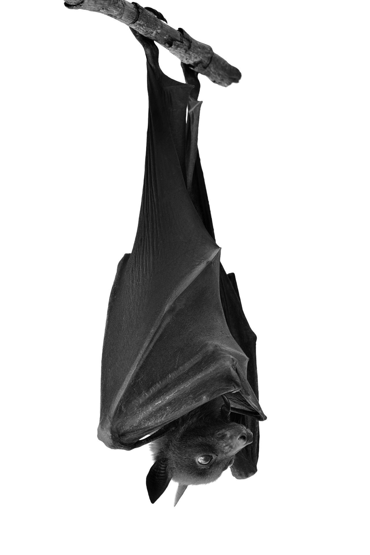List of Different Types of Bats - Animal Sake